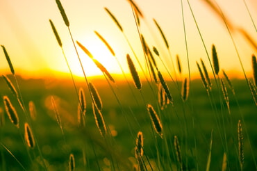 Sommer, Korn, &Auml;hren, Feld